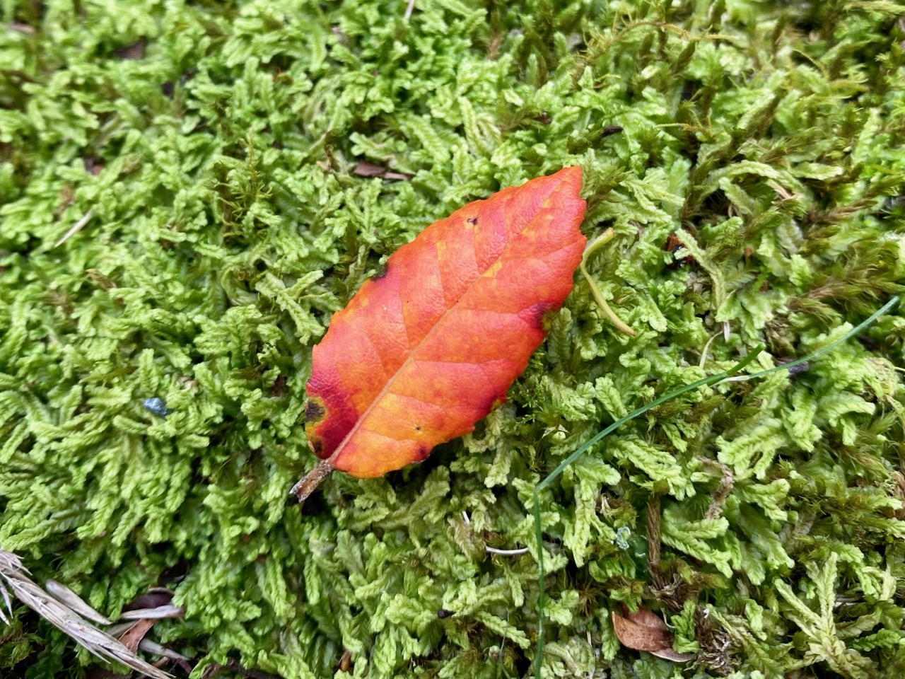 MenAware Nature retreat, New England N.P. May 31st - June 4th 2023