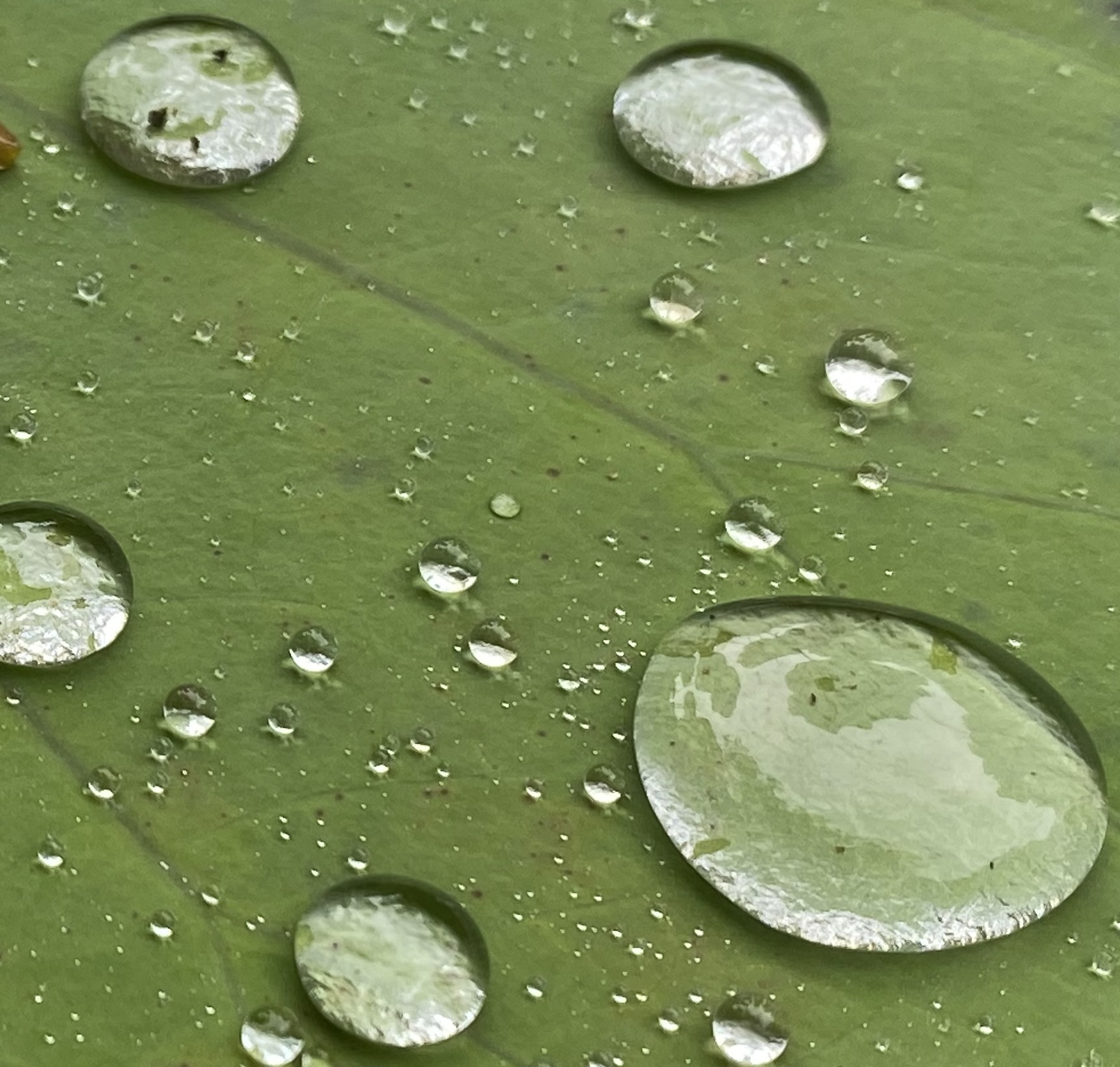 One-day retreat: Calm, cool and re-collected: Practices for being at home in the world