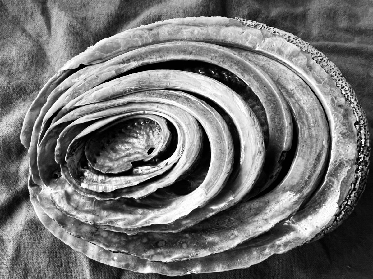 Tasmanian abalone shells nested in decreasing size